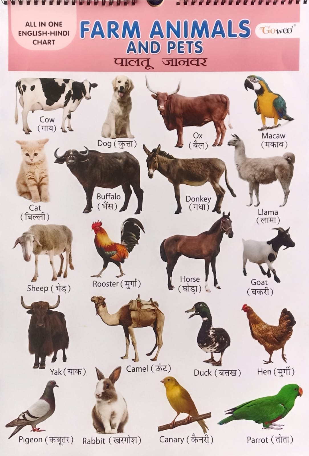 Gowoo All in One English-Hindi Chart 40X55cm Coloured and Plastic Coated Pages Wall Calendar for Kids